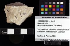 Foto (Objket + Etiketten) von Decapoda indet. 